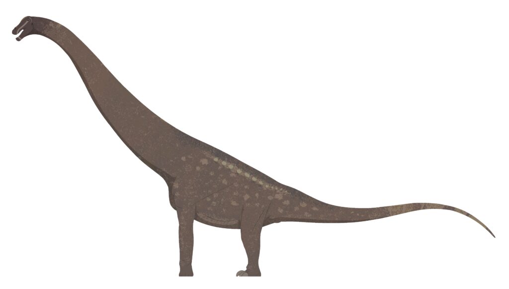 Illustration of a brown, long-necked dinosaur, likely a sauropod, with a small head and long tail against a white background. The tone is neutral and educational.