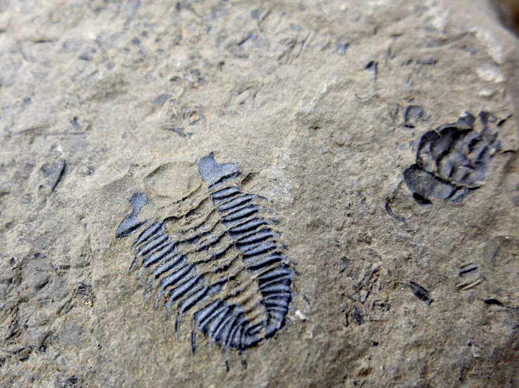 Close-up of a trilobite fossil embedded in a textured gray rock surface. The fossil has distinct segmented lines, evoking a sense of ancient history.