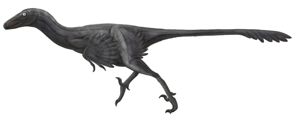 Illustration of a dark-feathered dinosaur akin to a Velociraptor with a sleek body, long tail, and sharp claws, evoking a sense of agility and predatory focus.