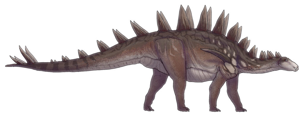 Illustration of a quadrupedal dinosaur with spiky back plates, walking to the right. It has a long tail, textured brown skin, and a calm demeanor.