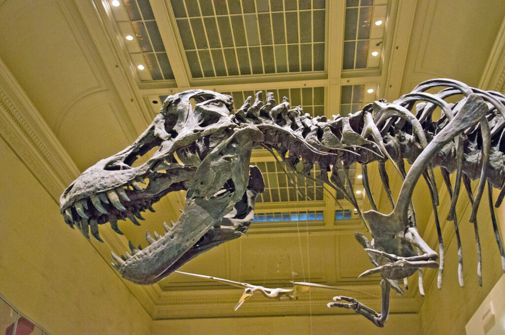 Tyrannosaurus Rex skeleton in Smithsonian National Museum of Natural History