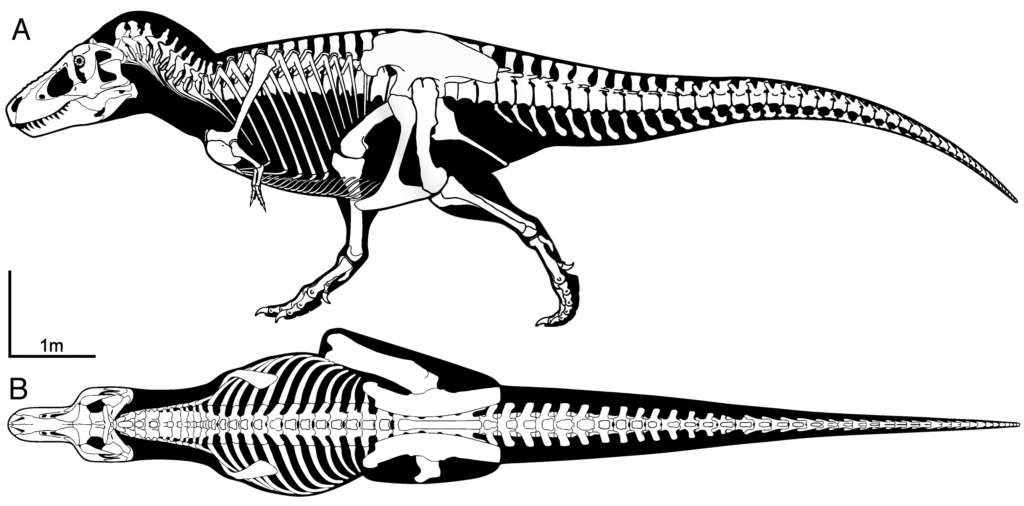 Skeletal Drawing of a T.Rex