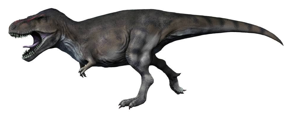 Tyrannosaurus rex Reconstruction