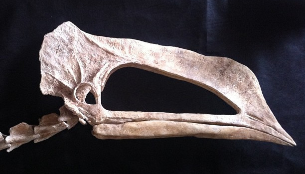 Unnamed pterosaur