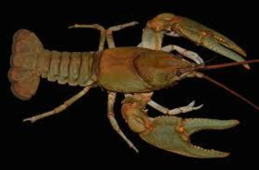 Close-up image of a brown crayfish on a black background, showing its segmented body, two large claws, and detailed antennae, conveying a naturalistic tone.