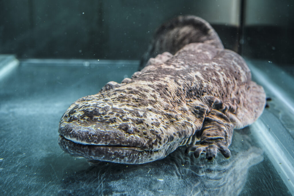 Close-up of a large, brown Chinese giant salamander in a clear water tank. Its textured skin and small eyes are visible, conveying a serene presence.