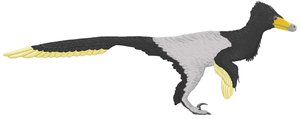 Illustration of a Velociraptor with black and gray feathers, a long tail, yellow-tipped wings, and large claws, conveying motion and agility.