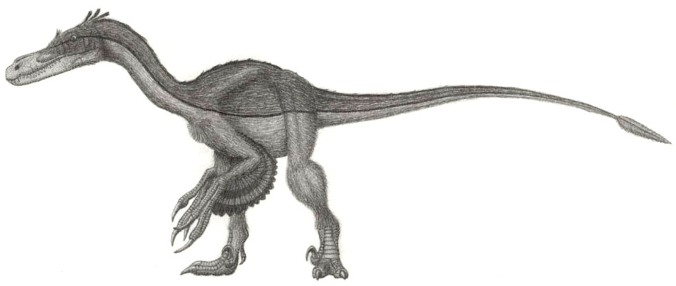Detailed pencil sketch of a Velociraptor dinosaur in profile. It features a long tail, slender body, clawed feet, and a feather-like texture.