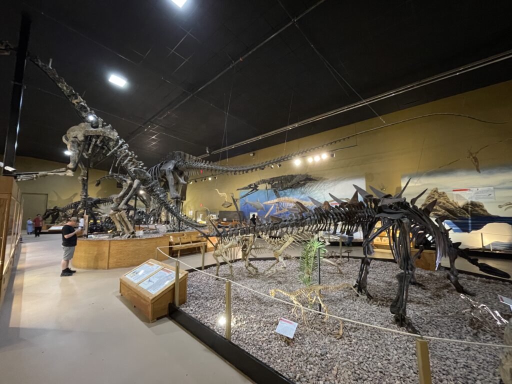 A museum exhibit displays large dinosaur skeletons, including a Stegosaurus. A visitor observes, surrounded by educational info panels and murals.