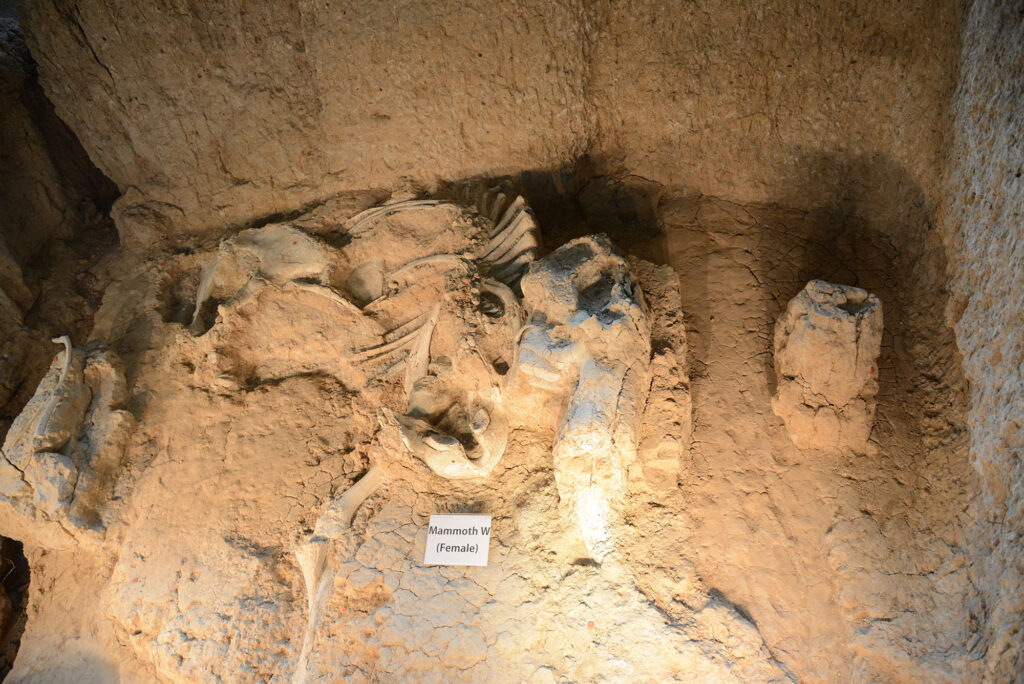 Fossilized mammoth skeleton embedded in rocky terrain, labeled "Mammoth W (Female)." The scene is lit warmly, evoking a sense of ancient history.