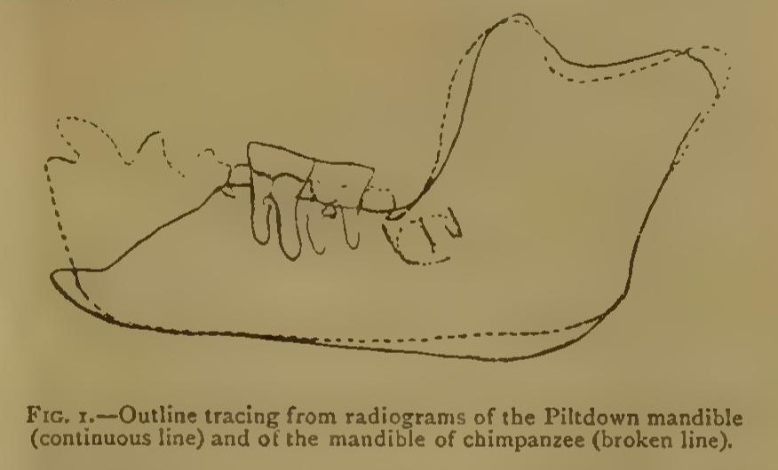 The Piltdown mandible, showing the resemblance to that of a chimpanzee.