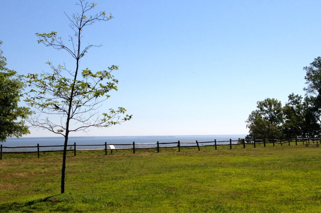 A lone tree stands in a sunlit grassy field by a wooden fence, overlooking a calm sea and clear blue sky. The scene is peaceful and serene.