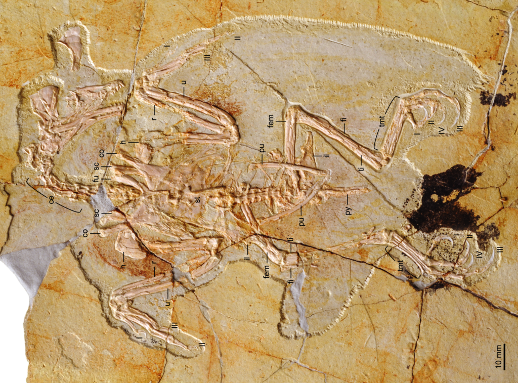 Fossilized small dinosaur embedded in yellowish rock. Detailed bones and labels show skeletal structure. The texture suggests ancient preservation.
