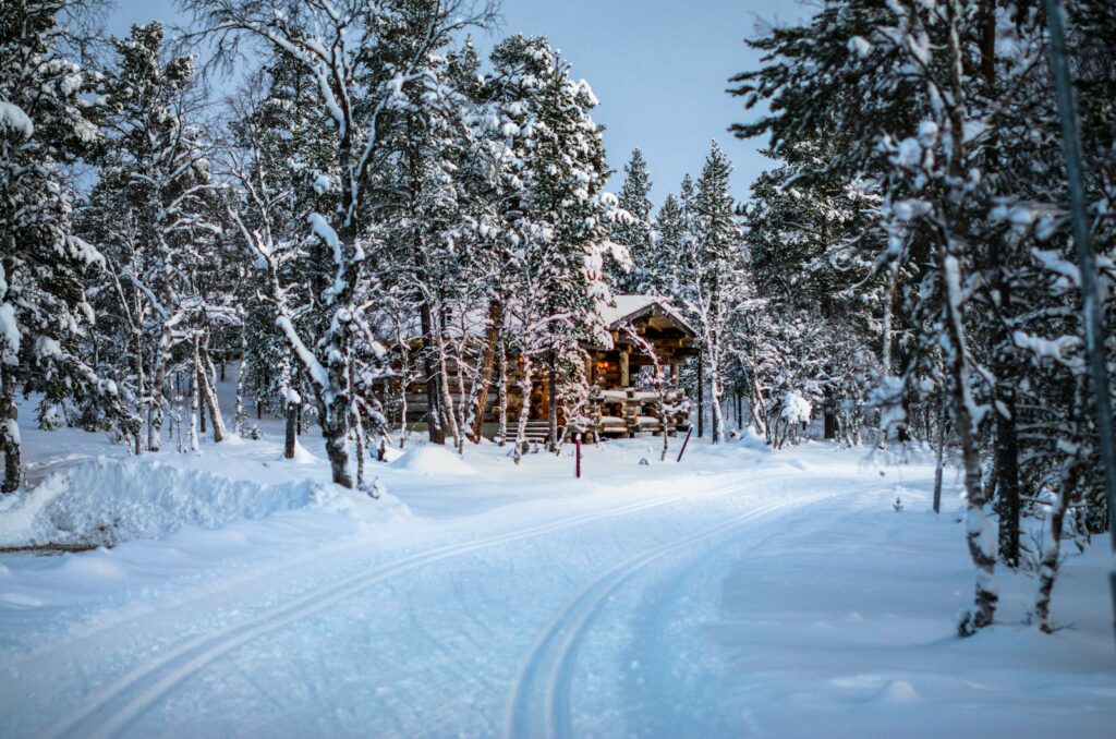 Polar Forest Ecosystem