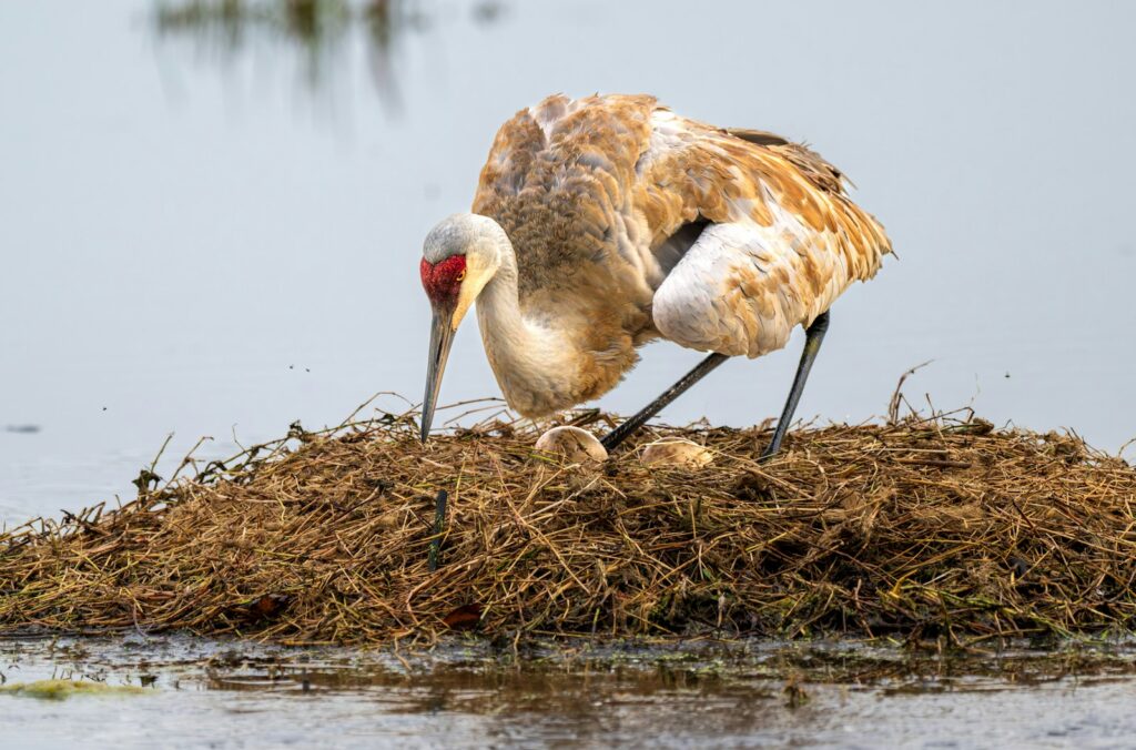 Parental Protection Against Predators
