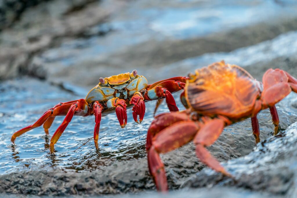 Crustacean fossils from the Mesozoic Era