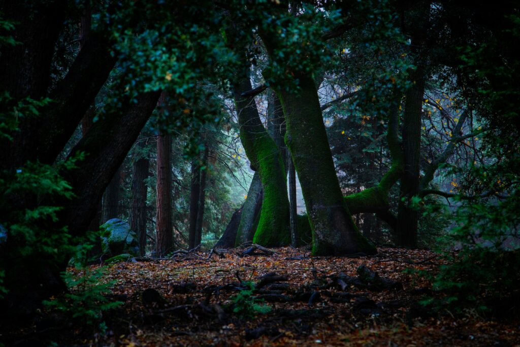 Misty forest scene with towering trees covered in green moss, surrounded by dense foliage. The ground is scattered with fallen leaves, creating a serene ambiance.