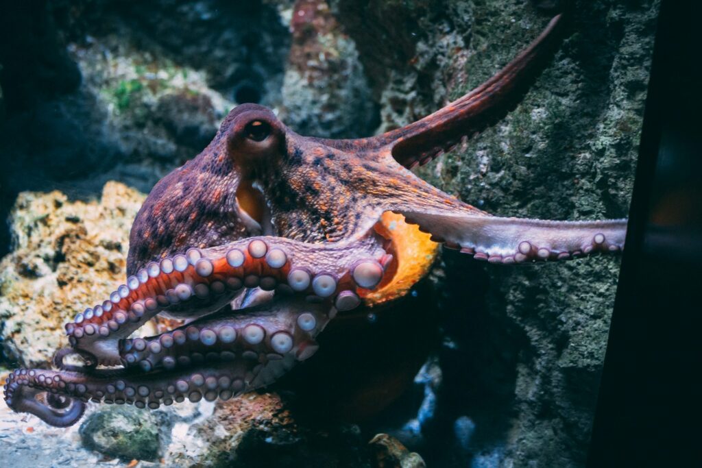 octopuses developed remarkable problem-solving abilities