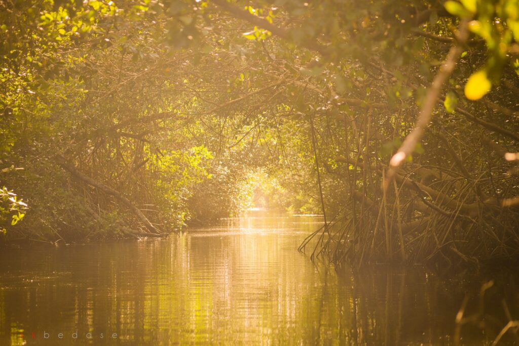 Sunlit mangrove forest with lush green foliage reflected in calm water, creating a serene and warm atmosphere under a golden glow.