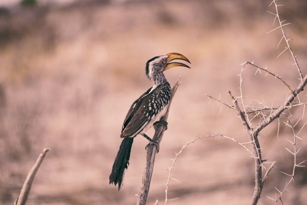 The evolution of beaks
