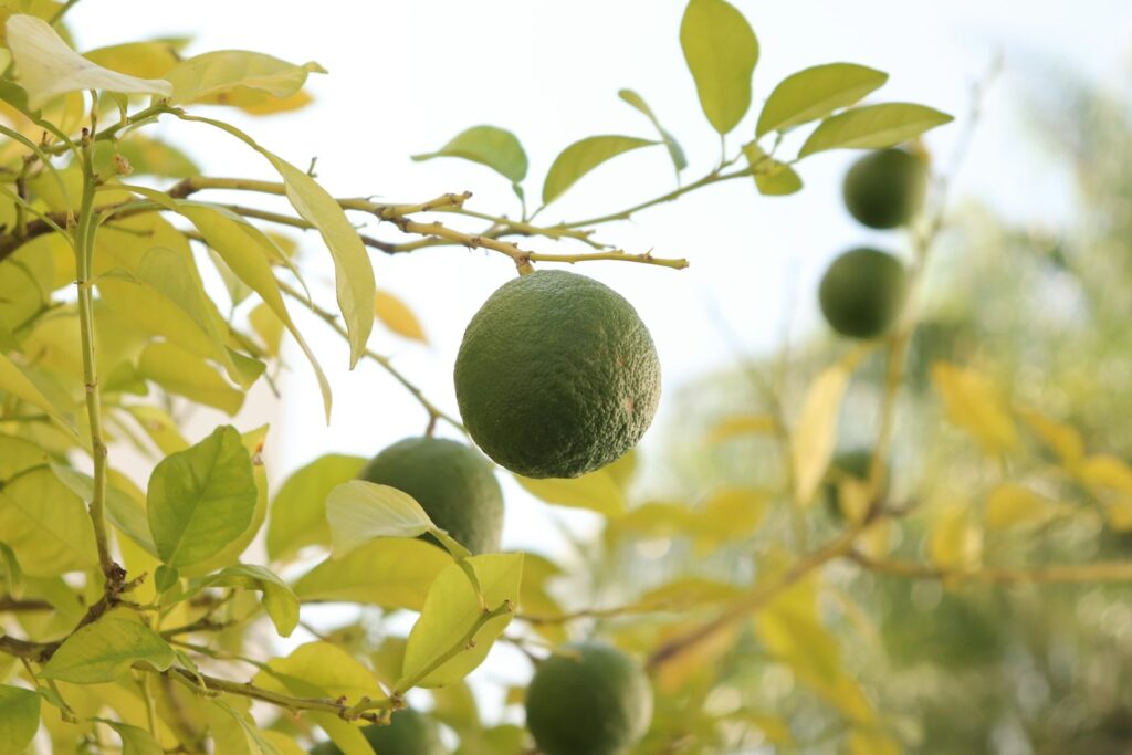 Close-up of a green lime hanging on a branch with bright green leaves, set against a blurred, sunny background, conveying a fresh, natural feel.