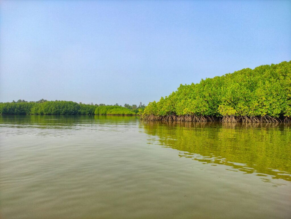 Calm water reflects lush green mangroves with exposed roots under a clear blue sky, creating a serene and natural landscape.