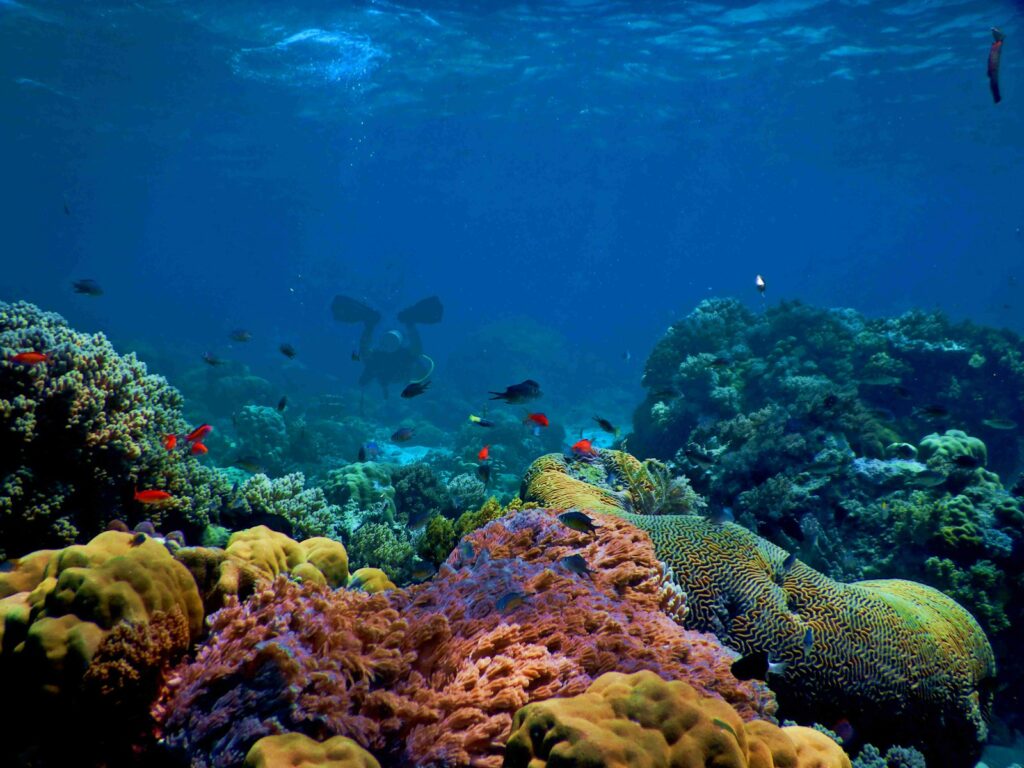 Ancient coral reefs present a fascinating window into Earth’s prehistoric marine ecosystems.