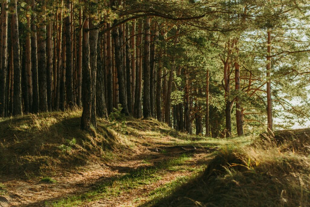 Sunlit forest path with tall pine trees and green grass. Soft shadows create a serene and peaceful atmosphere, ideal for a quiet walk.