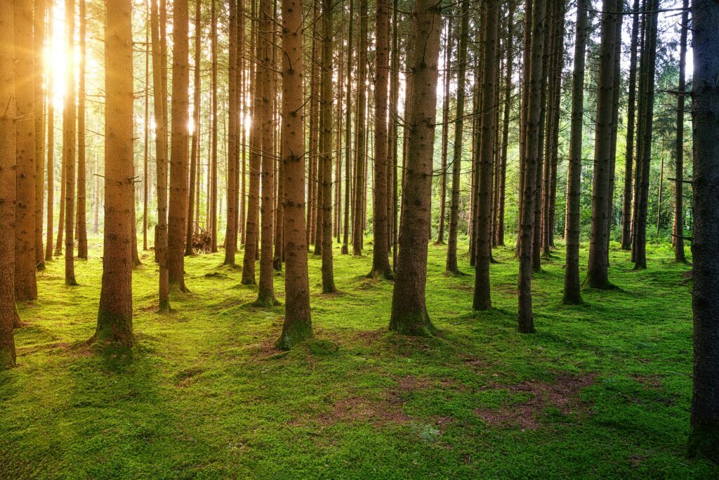 Sunlight filters through tall, evenly spaced pine trees in a tranquil forest. The ground is covered with lush green moss, creating a serene atmosphere.
