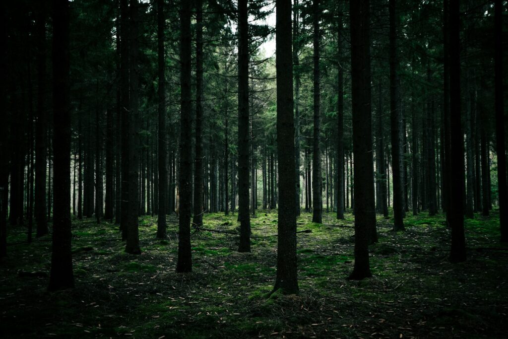 Dense, shadowy forest with tall evergreen trees and a moss-covered ground, evoking a calm and mysterious atmosphere. Light filters through the canopy.