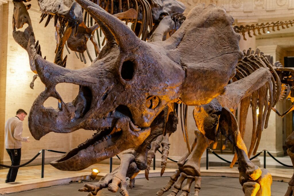 Imprints Inside Dinosaur Bones