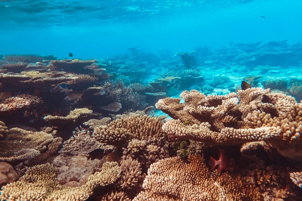 Scleractinian Corals