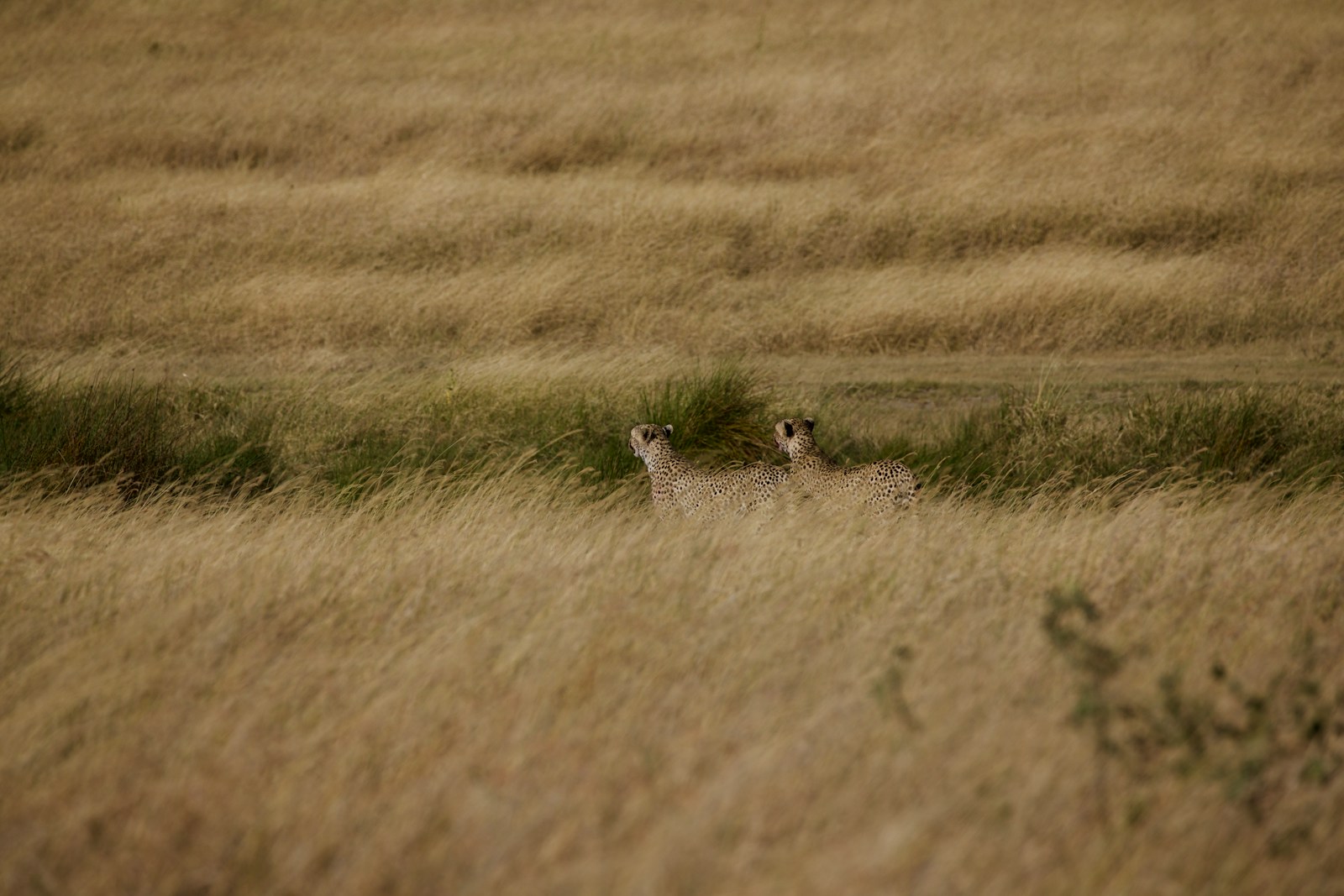 brown and black cheetah on brown grass field during daytime