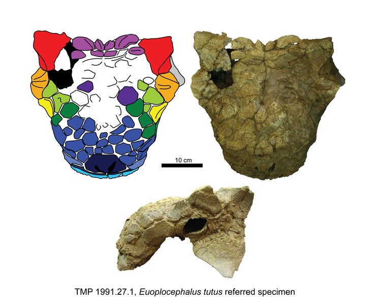 Euoplocephalus tutus skull in dorsal and left lateral views