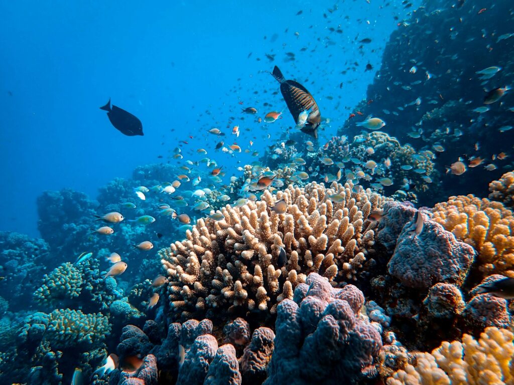The Triassic Reef Recovery