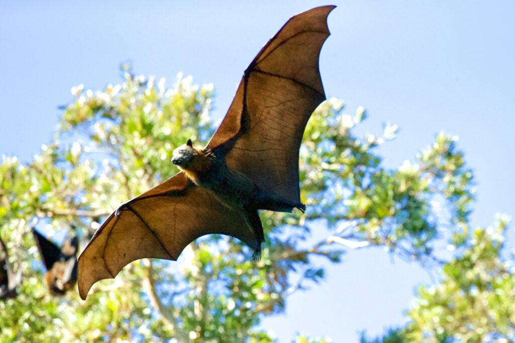 Yi qi Dinosaur more like bats