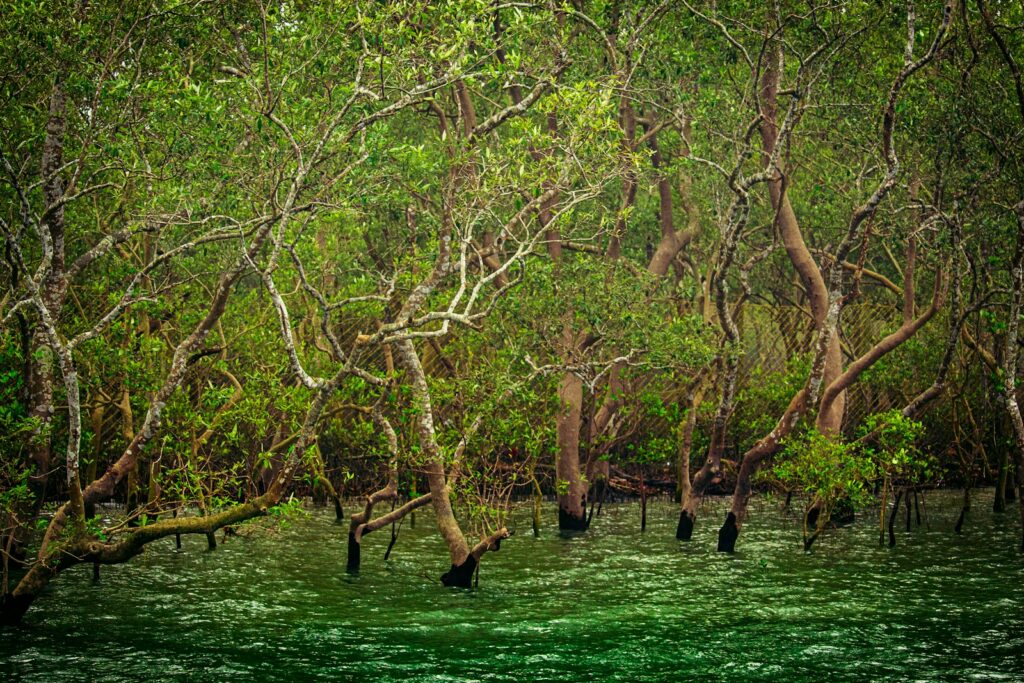 Dense mangrove forest with twisted tree trunks and lush green foliage growing from emerald water. The scene conveys a sense of tranquility and mystery.
