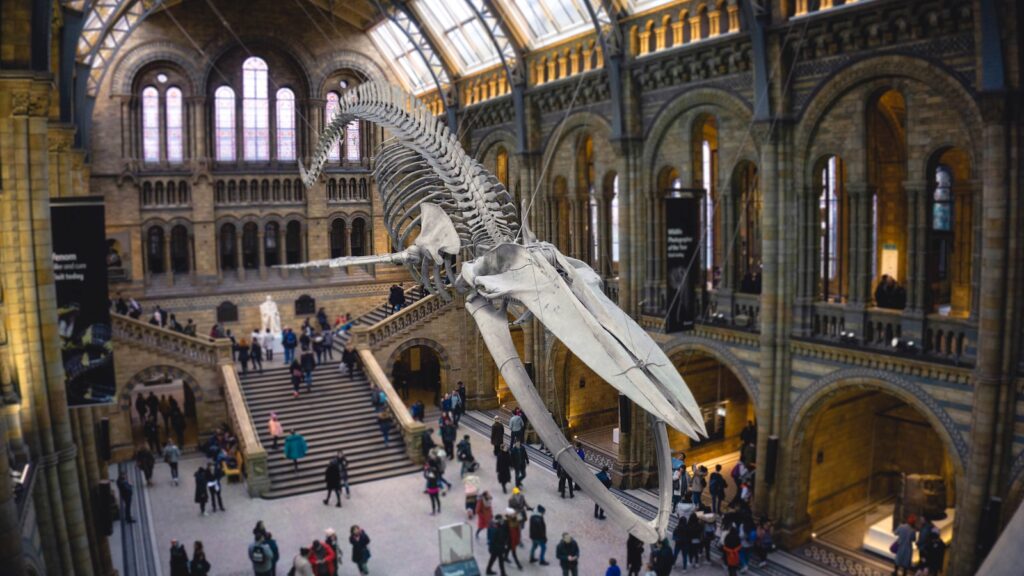 Tyrannosaur Relative’s Record