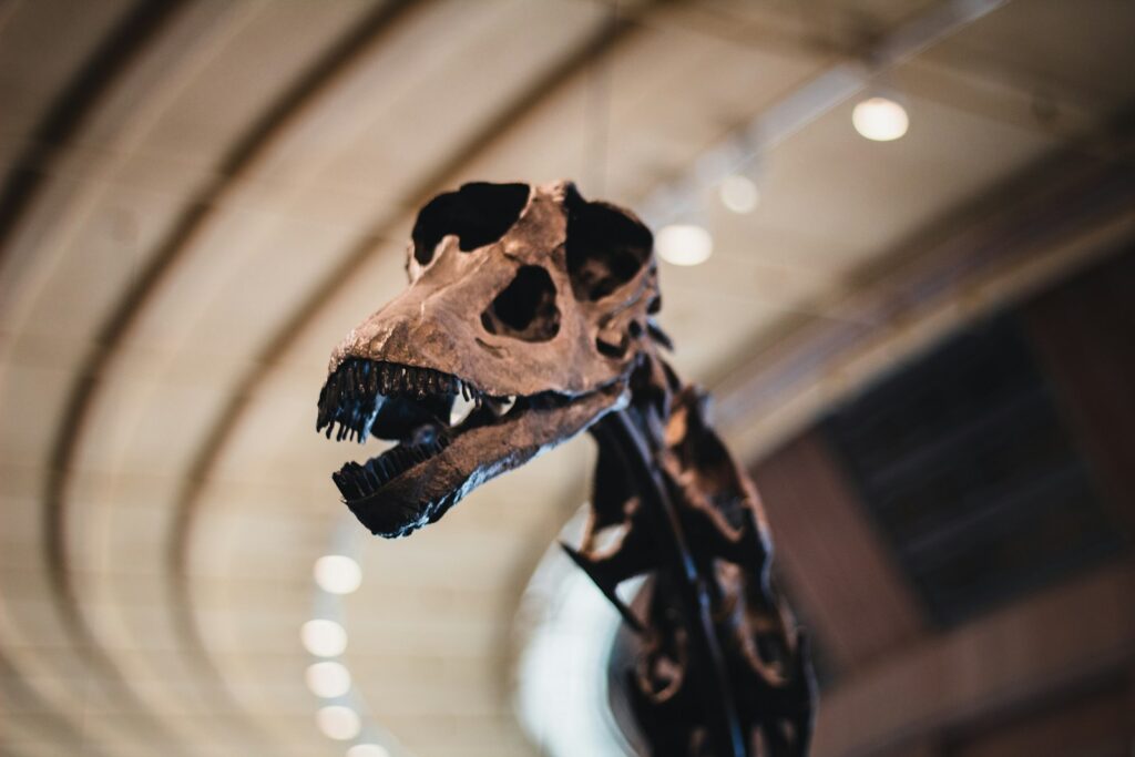 a skeleton of a dinosaur
