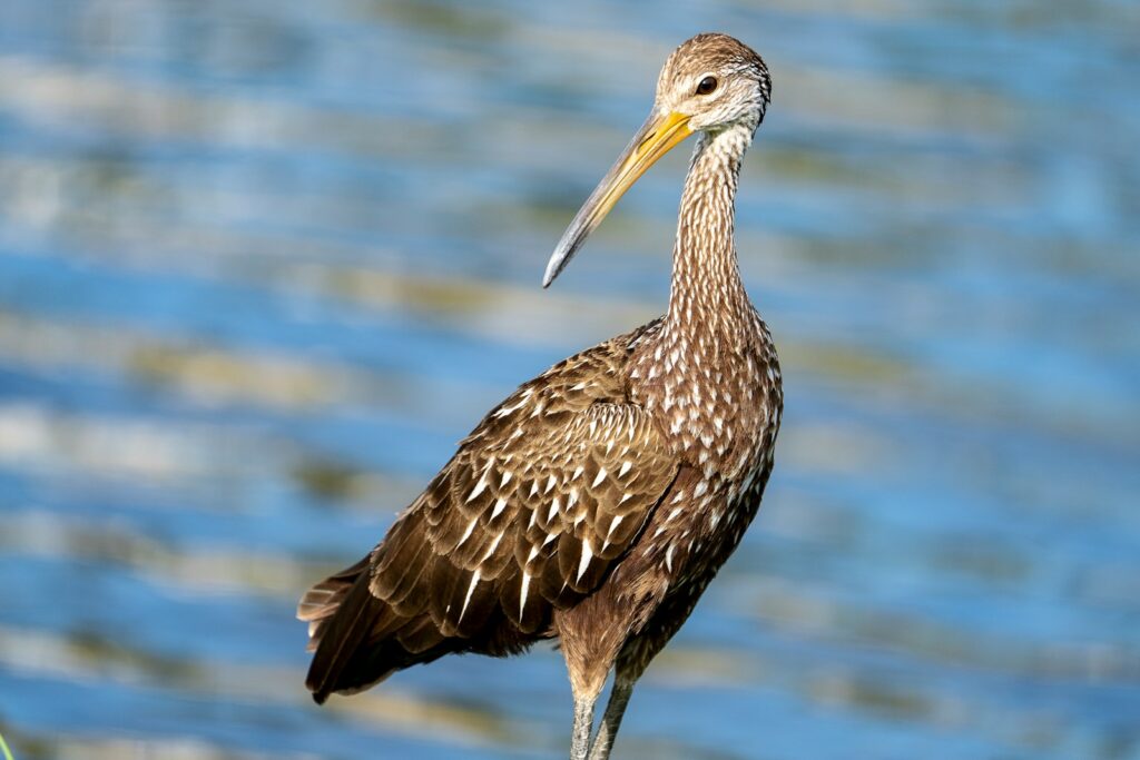 Beaks in Today’s World