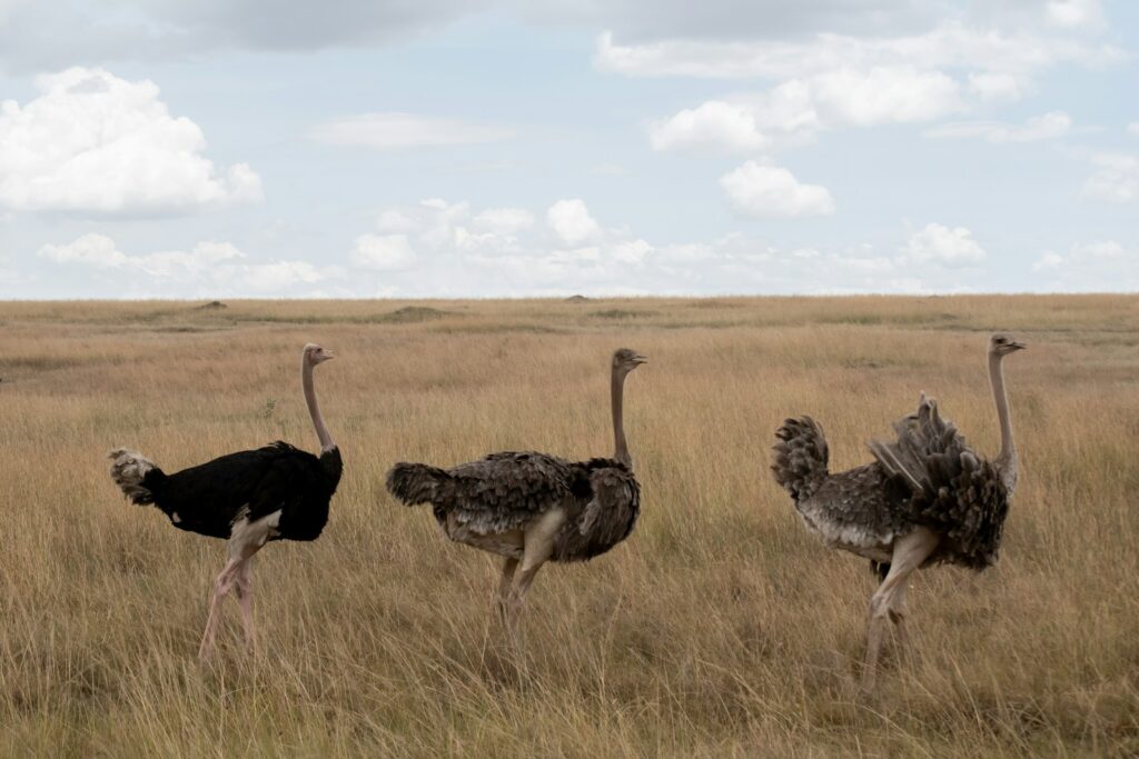 Birds Tell Us About Dinosaur Communication