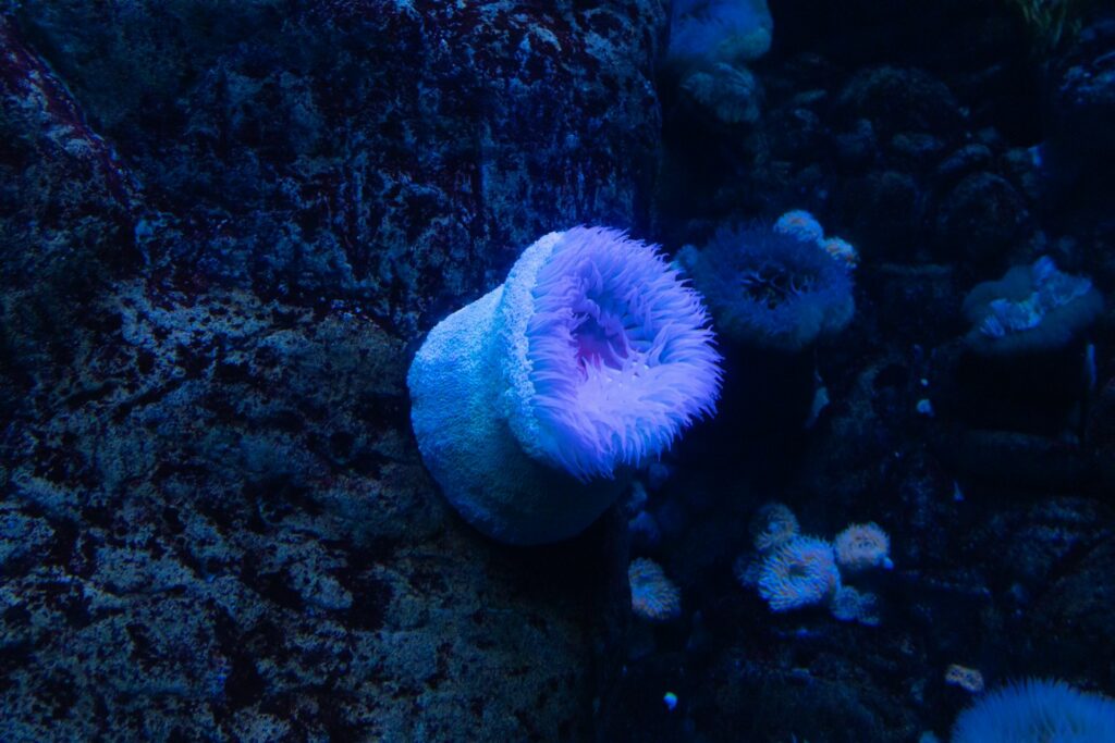 A luminous purple sea anemone clings to a rocky surface in a serene underwater scene. Its feathery tentacles spread open, glowing against shadowy rocks.