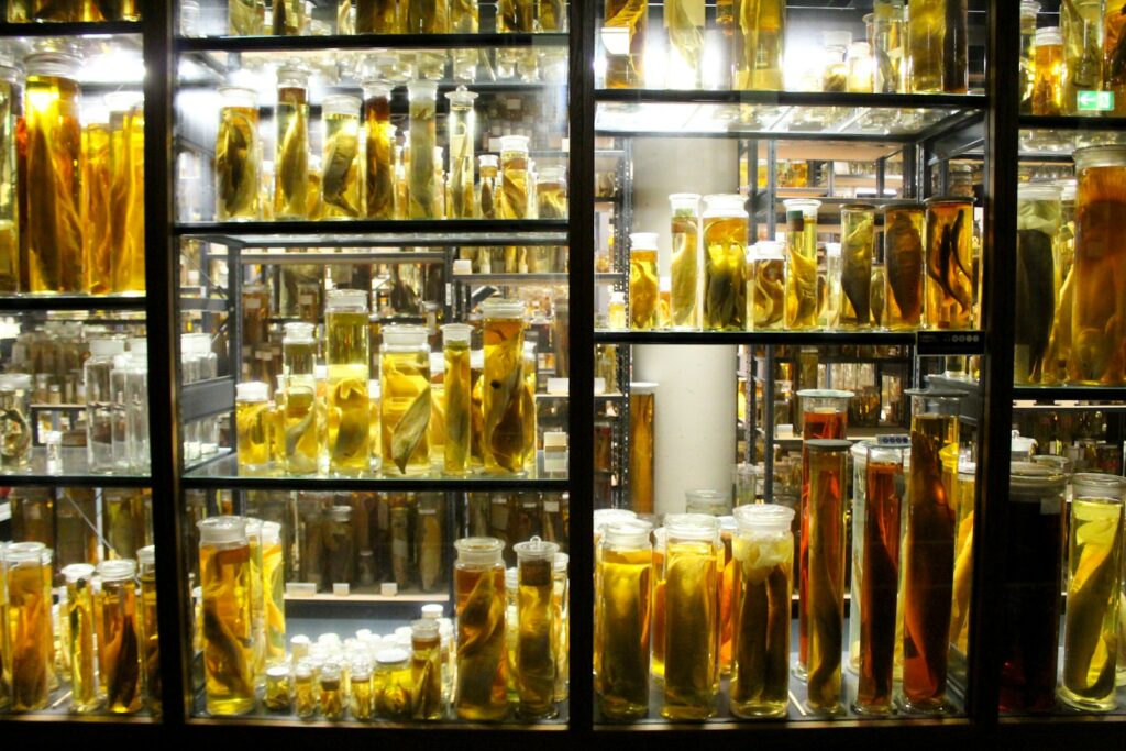 Preservation of Marine Fossils