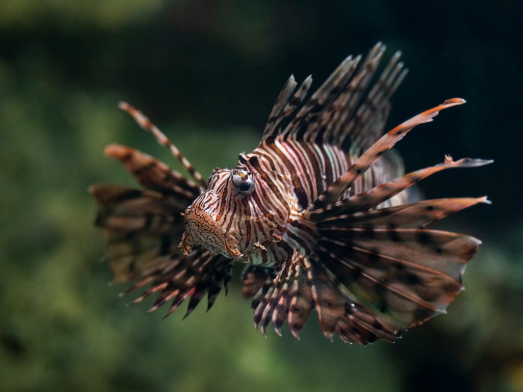 Ray-Finned Fishes