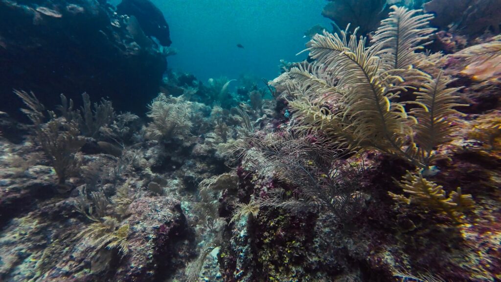Modern Coral Ecosystems