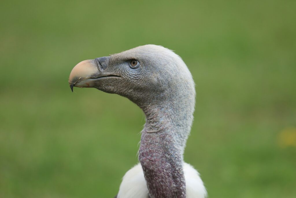 examples of beaked dinosaurs