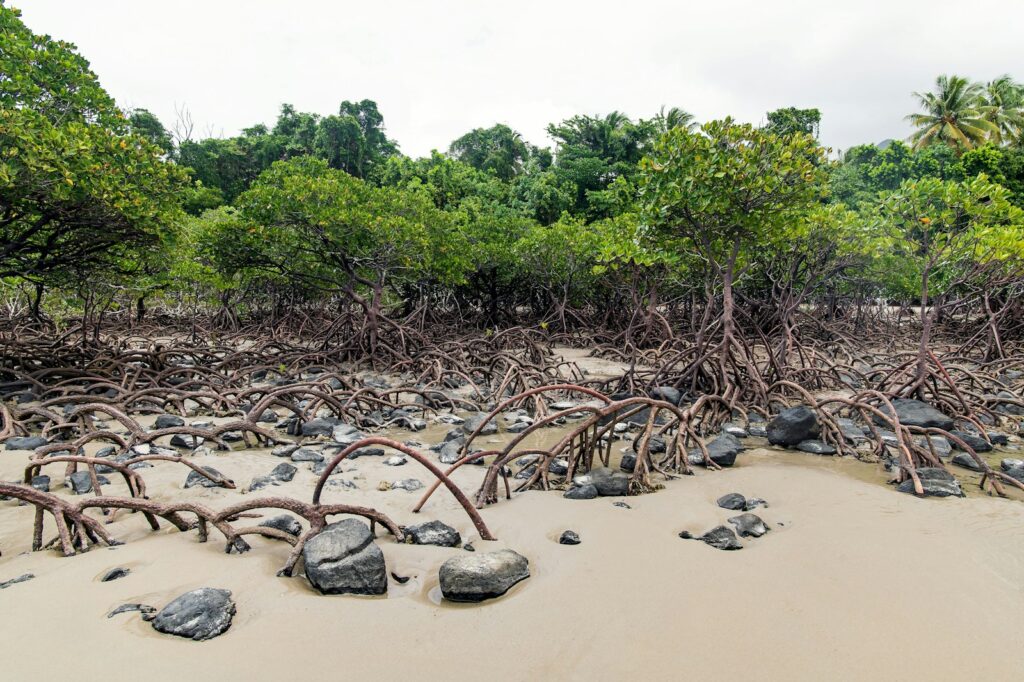 Dense mangrove forest with twisted roots on wet sandy ground, bordered by rocks. Lush greenery under an overcast sky creates a serene, natural scene.