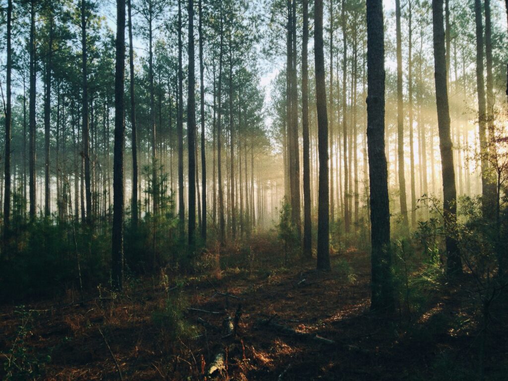 Sunlight filters through tall pine trees in a dense forest, casting soft, ethereal beams across the misty undergrowth, creating a serene atmosphere.