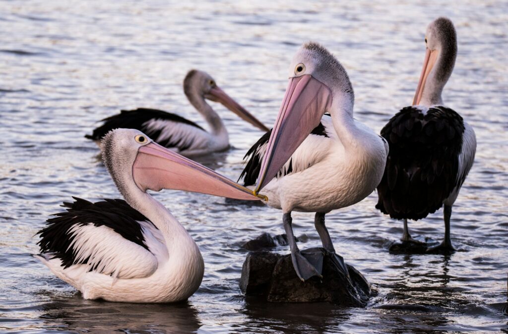 Ornithischian Beaks