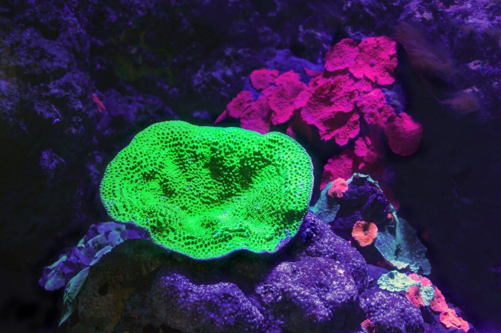 Vibrant underwater scene with a fluorescent green coral in the foreground and pink coral in the background, set against a dark, rocky backdrop.
